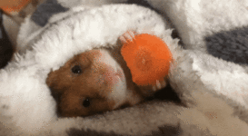 7.gif