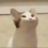 wuisin